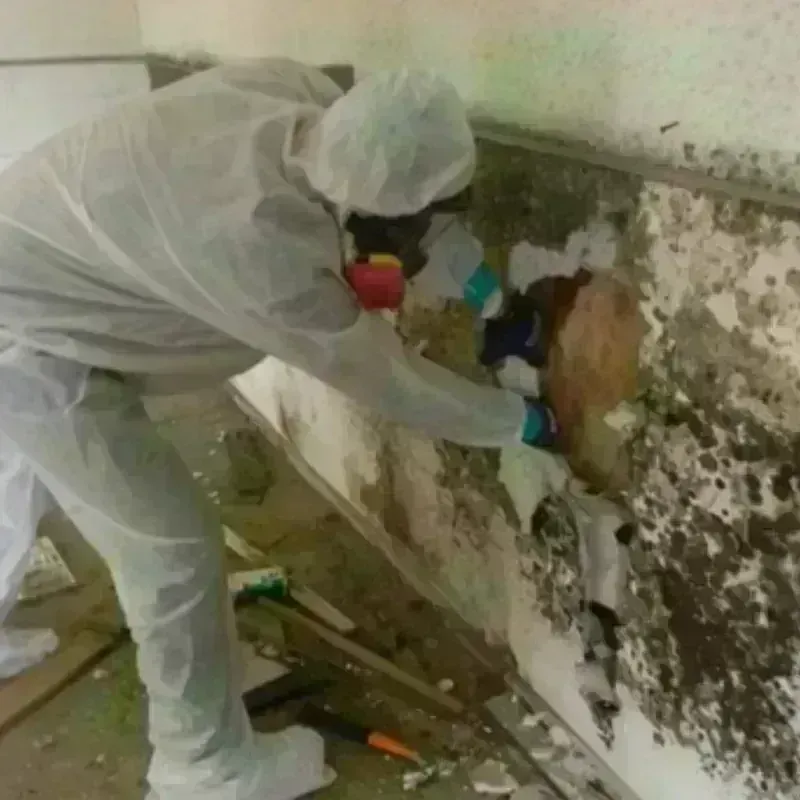 Mold Remediation and Removal in Manchester, TN